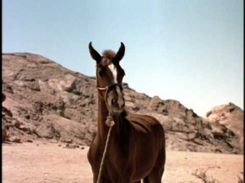Running Free The Legend Of Lucky Original Theatrical Trailer Youtube Running Free The Legend Of Lucky Original Theatrical Trailer Youtube