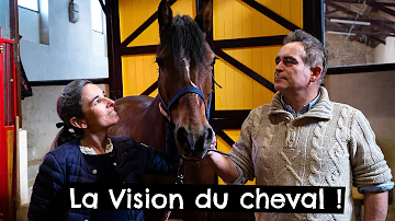 Quel est la vision d'un cheval ?