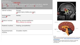 Hypothalamus Nervous System Step 1 Simplified