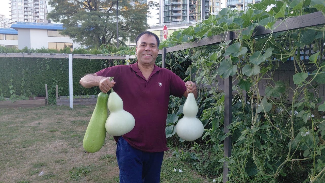 কানাডাতে আমার দেশীয় শাক সবজির বাগান🇨🇦 What I Have in my Garden! August Gardening Update! Harvestin