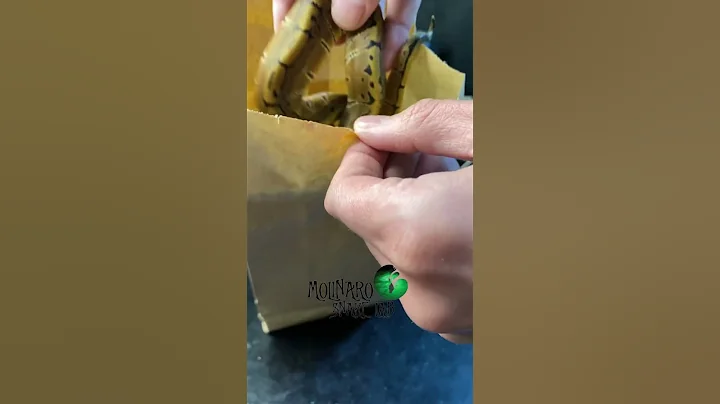 🐍 Success!🧪#LunchTimeSuprise #babysnake #royalpython  #molinarosnakelab #ballpython #snake #shorts