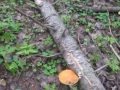 Пора сбора грибов