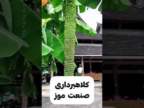 کلاهبرداری عجیب در صنعت موز راز زرد شدن موزهای نارس فاش شد 