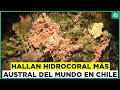Nuevo descubrimiento en Chile: Hallan el hidrocoral rojo más austral del mundo