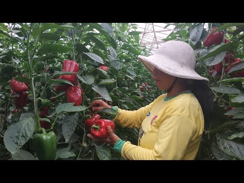Video: Berpakaian Paprika Teratas: Bagaimana Memberi Makan Paprika Di Ladang Terbuka Dan Di Rumah Hijau Jika Tumbuh Dengan Buruk? Baja Apa Yang Disukai Lada? Apa Yang Boleh Disiram Pada B