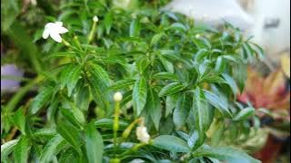 Melati jepang || Video Background No Copyright