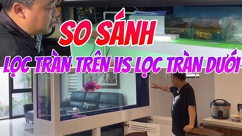 So Sánh Hồ Lọc Tràn Trên Và Hồ Công Nghệ | Cá Rồng | Chú Đầu Bạc | Cách Nuôi Cá Rồng