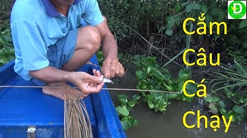168   Cắm Câu Mồi Cá Chạy - Mồi Cá Sống | Đất Phương Nam
