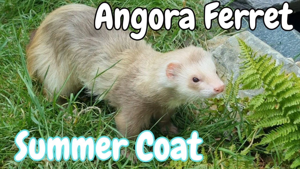 Angora Ferret Moulting into Shorter Summer Coat