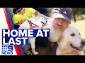 Three-year-old Maremma sheepdog reunited with family | 9 News Australia