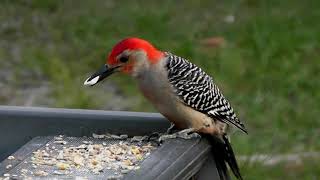 Woodpecker and Cardinal 4 24 23
