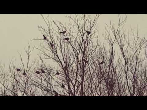Jackdaws Clattering of Jackdaws, Chadderton, North Manchester, UK.