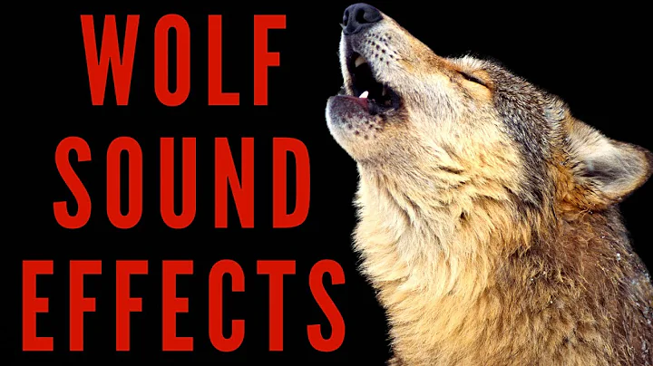 WOLF SOUND EFFECTS - Wolf Howling Sound