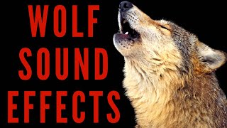 Wolf Sound Effects - Wolf Howling Sound