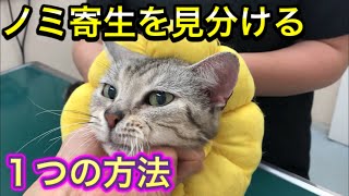 【猫のノミ駆除】ノミ寄生かもと思ったら自宅でチェックできる方法と駆除方法