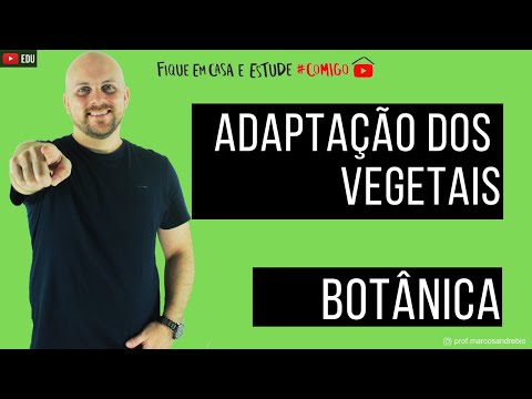 Vídeo: Quais são as adaptações das plantas à vida na terra?