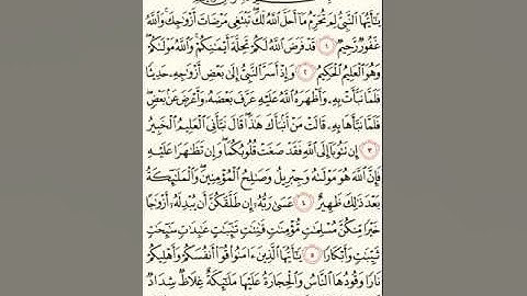 سورة التحريم للشيخ زكي داغستاني رحمه الله