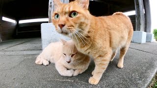 活発な茶トラ猫とインドアなクリーム猫、でもやっぱり一緒に過ごしたい！？