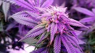 budget grow#1update #10