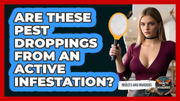 Are These Pest Droppings From An Active Infestation? - Insects and Invaders