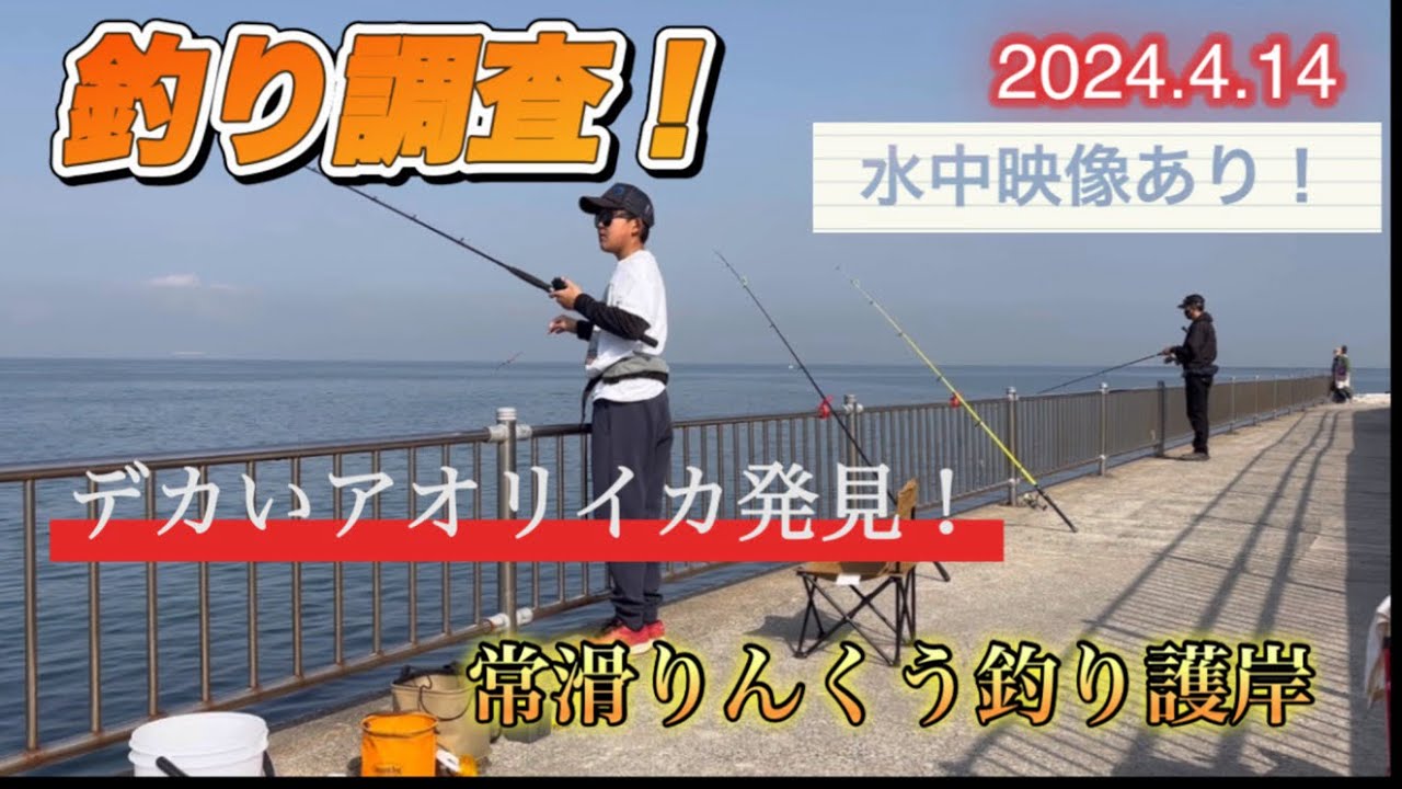 【常滑りんくう釣り護岸】釣り調査！デカいアオリイカ発見！