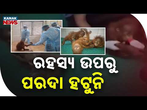 Odisha Orangutan Case | STF Investigation Stuck on Digha Hotel Clues