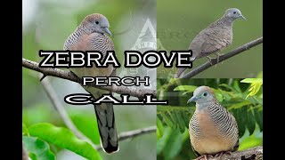 kurukutok call / zebra dove use this in morning or afternoon