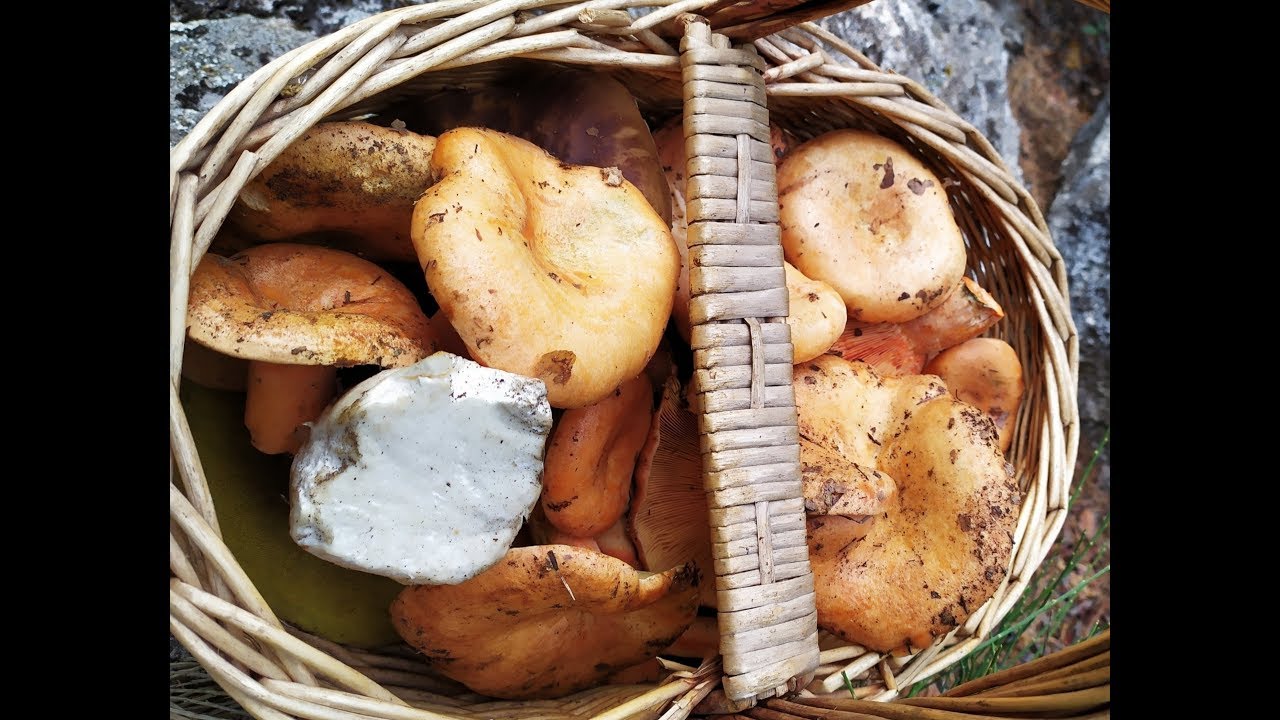 BOLETUS EDULIS XXL | NÍSCALOS | Setas De Alta Montaña con Germánalways