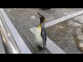 オウサマペンギンの鳴き声 (仙台うみの杜水族館) 2018年1月20日