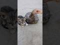 Newborn Cat Adopted Hen 🐓 Her Mom 🐈 #shorts #cat #kitten #pets