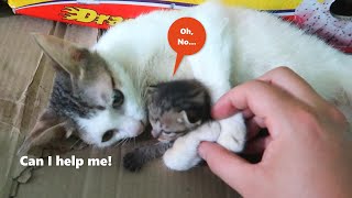 Cat family life by Neos Home 1,916 views 4 months ago 2 hours, 1 minute