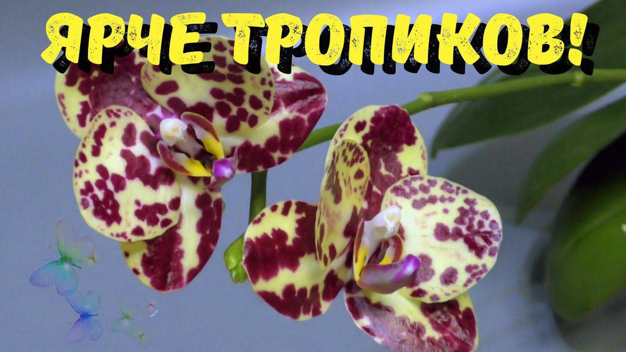 Ярче тропиков! Фаленопсисы «хищных» расцветок