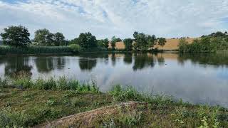 Quiet Summer Pond | 2 Minutes of Stillness | 4K