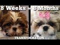 Watch Our Puppy Grow Shih Tzu Transformation