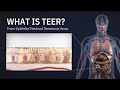 What is teer  transepithelial electrical resistance assay