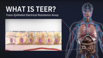 What is TEER? - Trans-Epithelial Electrical Resistance Assay
