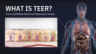 What is TEER? - Trans-Epithelial Electrical Resistance Assay