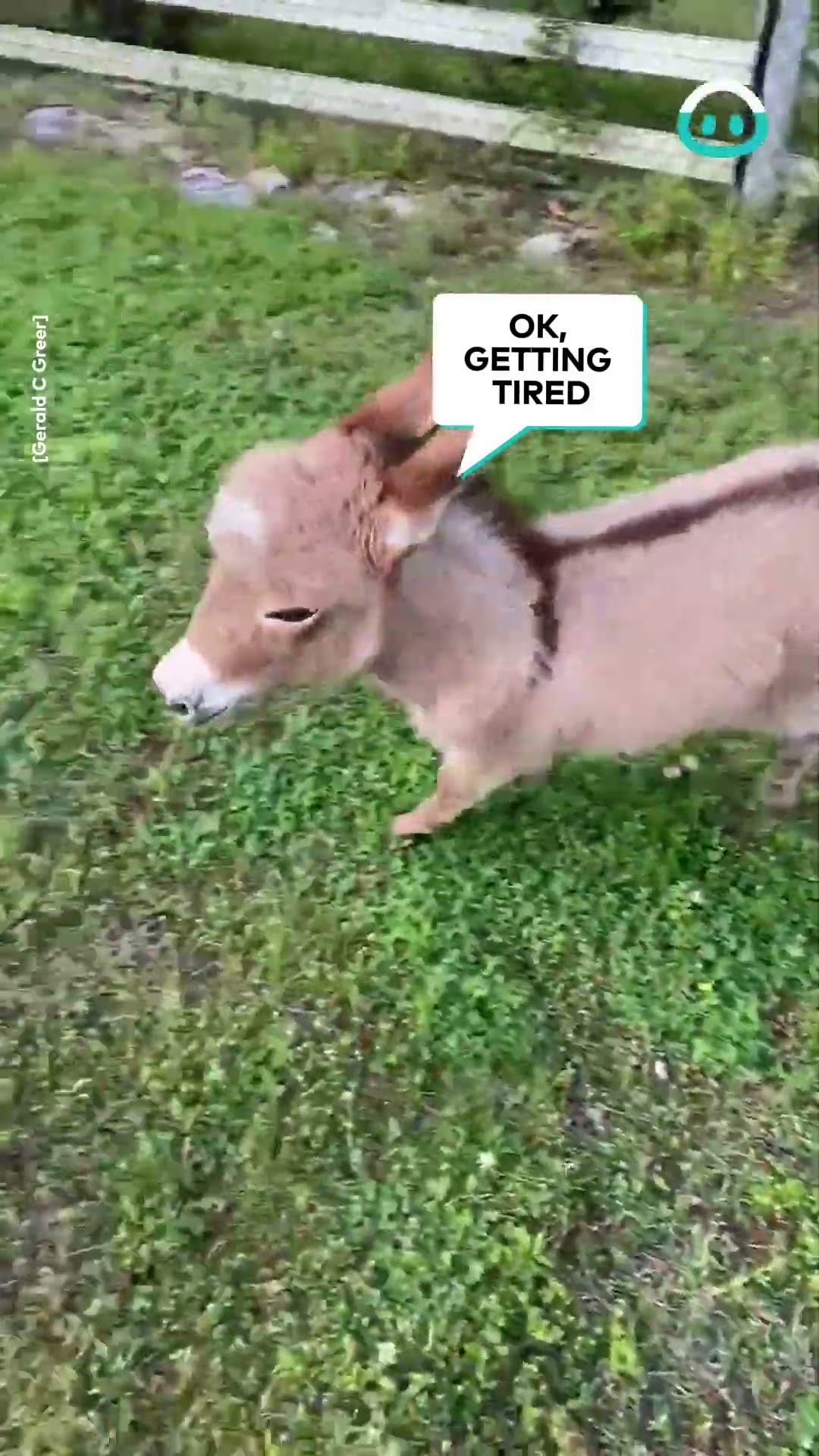 Dinky Donkey has the Zoomies || ViralHog