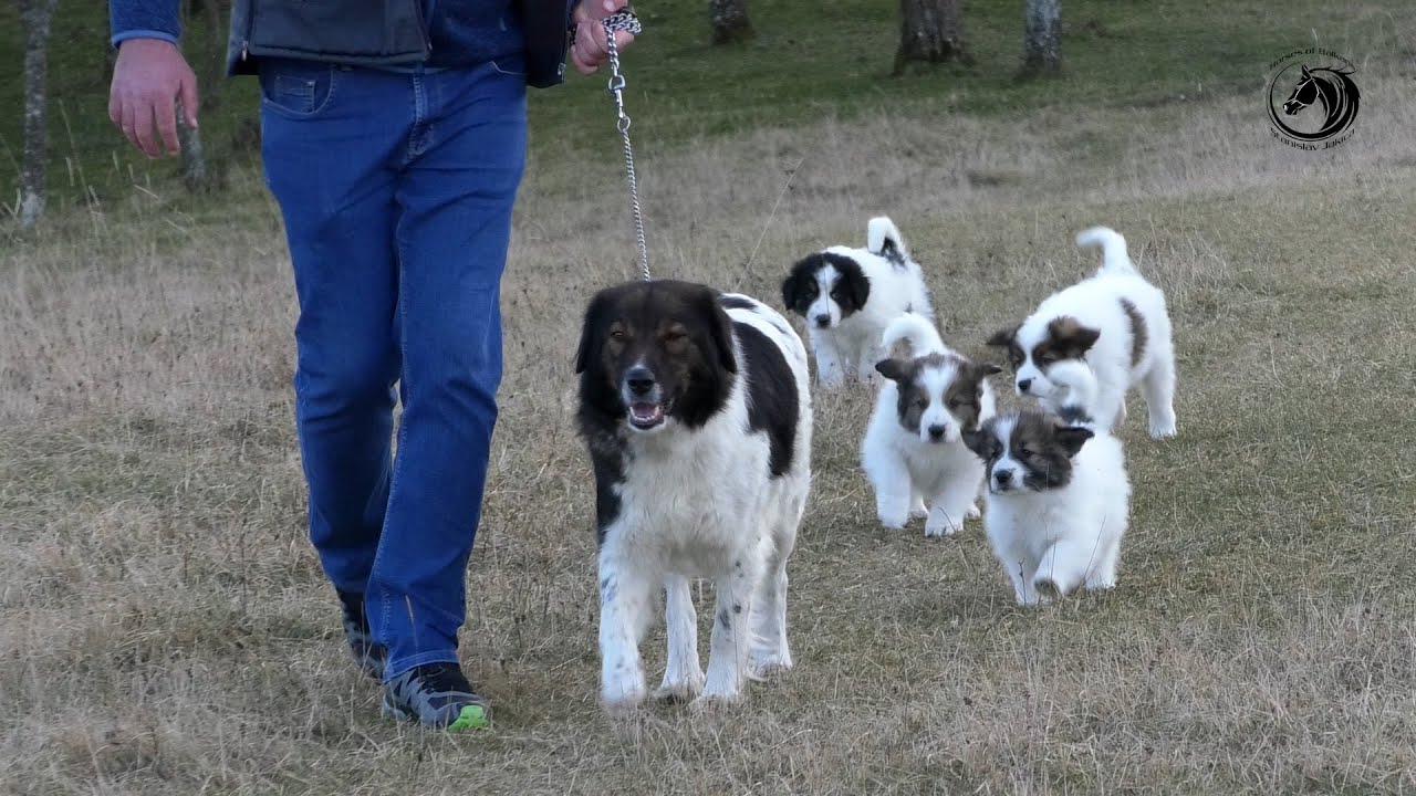 - TORNJACI SA VISOVA MANJAČE OSVAJAJU EVROPU -