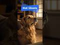 Why Your Golden Retriever Stares at the Wall #shorts