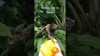 TOP Que Ver en Florianópolis Brasil, Monos Tití - Macacos Sagui. 2024 #brasil #2024 #floripa