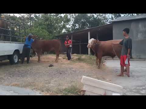 krishna bull Red Notice Running from Bull krycie koni zimno bangladesh Aishwarya rai Girl cow