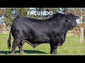 FACUNDO - BRANGUS NEGRO - SEMEX ARGENTINA