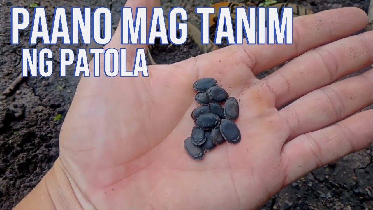 PAANO MAGTANIM NG PATOLA | HOW TO GROW SPONGE GOURD FROM SEEDS