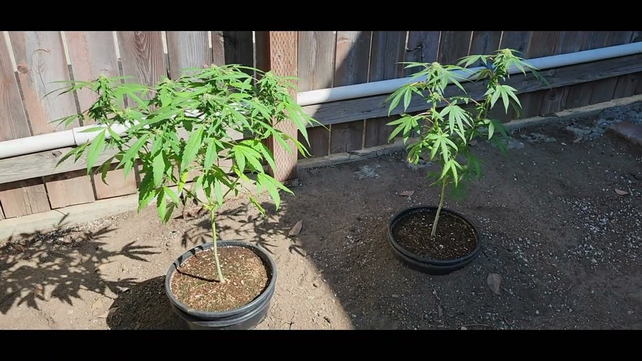 /91/ Outdoor Grow Small Batch Update 5 I.C.G.
