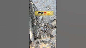 I Can’t Believe I Found This Fossil Perfectly Preserved #fossilhunter #fossilhunting#fossil#shorts