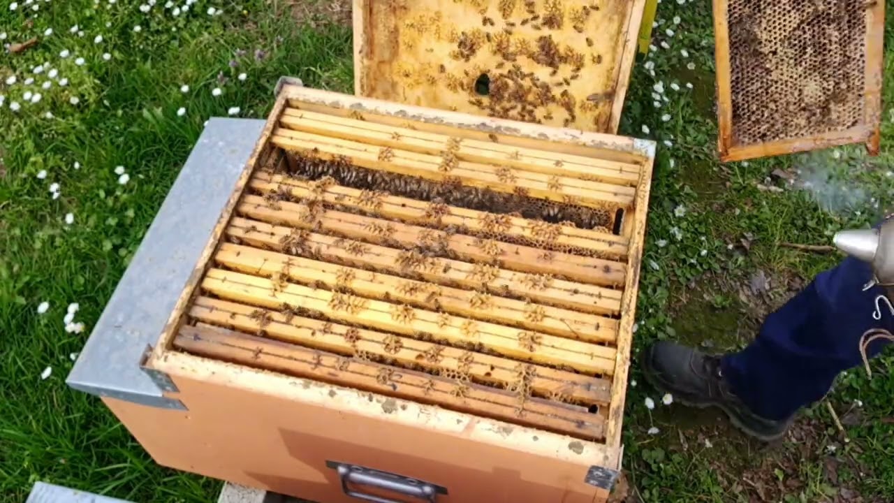 Apicoltura 2026: utilizzo telaino Campero semplificato