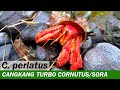 Kelomang Coenobita Perlatus dengan Cangkang Turbo sazae | Relaxing Video | Crabpedia
