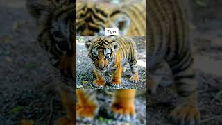How Animals Yawn! #Shorts