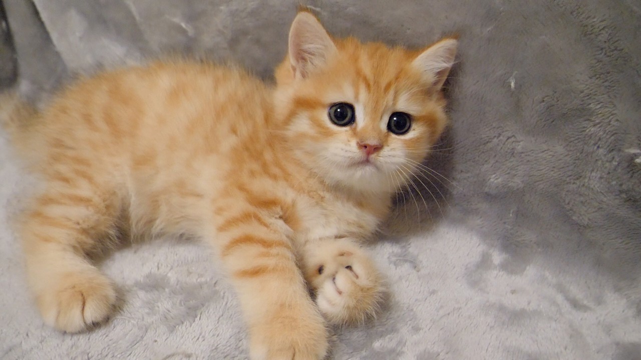 Kitten Pom is conniving and clever. Choco the cat also makes an ...